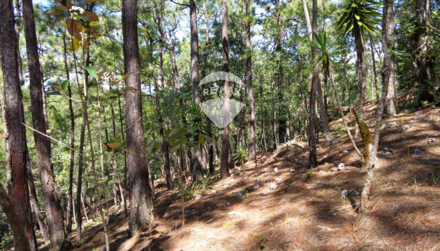 Terreno Recreativo con Clima de Montaña en Altos del Gramal, La Palma