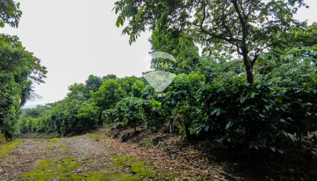 Fotografía