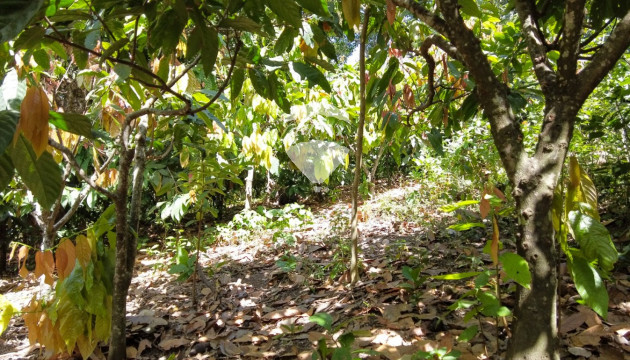 Fotografía